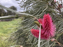 Hakea francisiana
