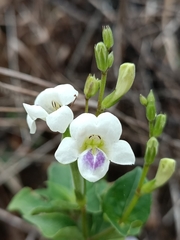 Asystasia intrusa