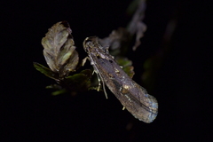 Atomotricha