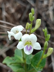 Asystasia intrusa