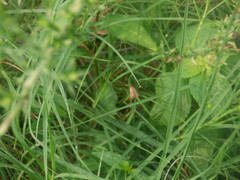 Galgula partita