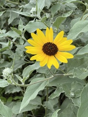 Helianthus argophyllus