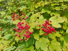 Viburnum opulus