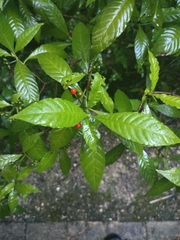 Psychotria nervosa