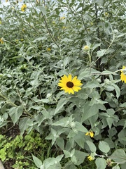 Helianthus argophyllus