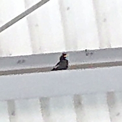 Acridotheres grandis