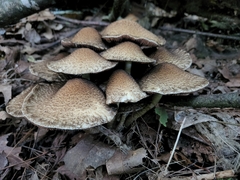 Flammulaster erinaceellus