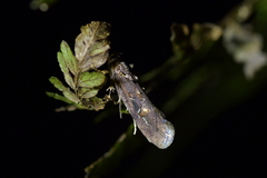 Atomotricha