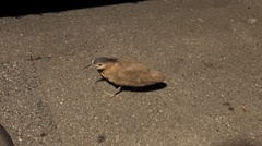 Gorsachius melanolophus