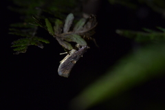 Atomotricha