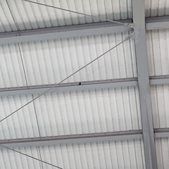 Acridotheres grandis