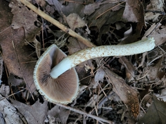 Flammulaster erinaceellus