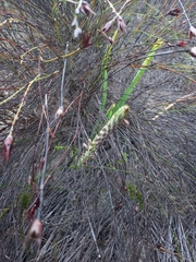 Struthiola myrsinites