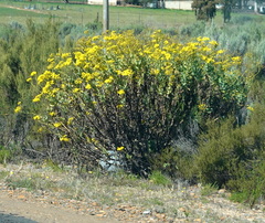 Othonna parviflora