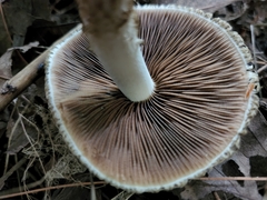 Flammulaster erinaceellus