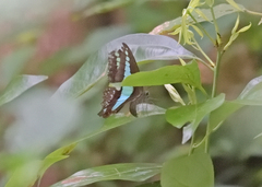 Graphium