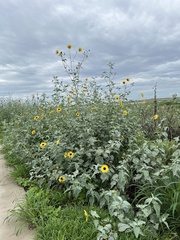 Helianthus argophyllus