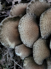 Flammulaster erinaceellus