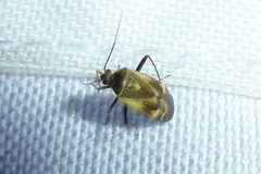 Polymerus