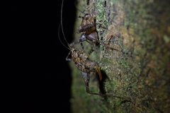 Pleioplectron hudsoni