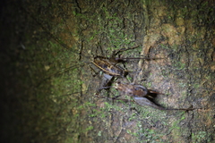 Pleioplectron hudsoni