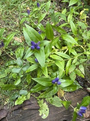 Gentiana andrewsii