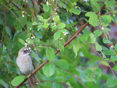 Pycnonotus sinensis formosae