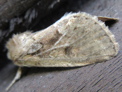 Spodoptera depravata