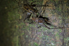 Pleioplectron hudsoni