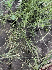 Spergula arvensis