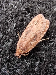 Agonopterix heracliana