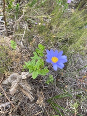 Felicia aethiopica