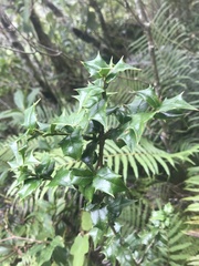 Ilex bioritsensis
