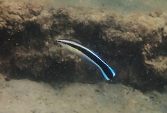 Labroides dimidiatus