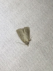 Marimatha nigrofimbria