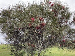 Hakea francisiana