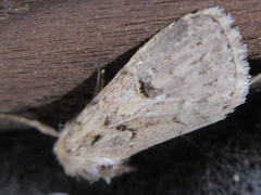 Spodoptera depravata