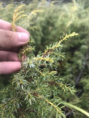 Juniperus formosana