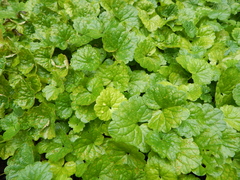 Rondaniola bursaria