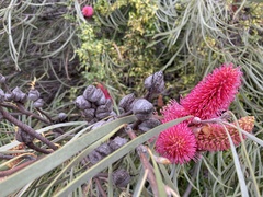 Hakea francisiana