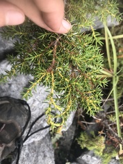 Juniperus formosana
