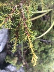 Juniperus formosana