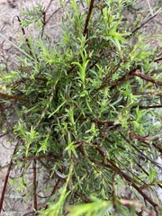 Diosma hirsuta