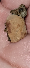 Phellinus pomaceus