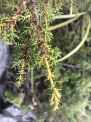 Juniperus formosana