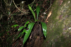 Asplenium australasicum
