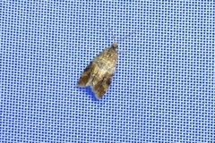 Lobesia reliquana