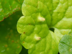 Rondaniola bursaria