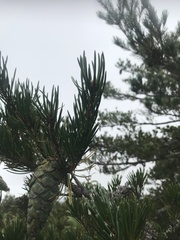Pinus morrisonicola