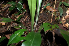 Asplenium australasicum